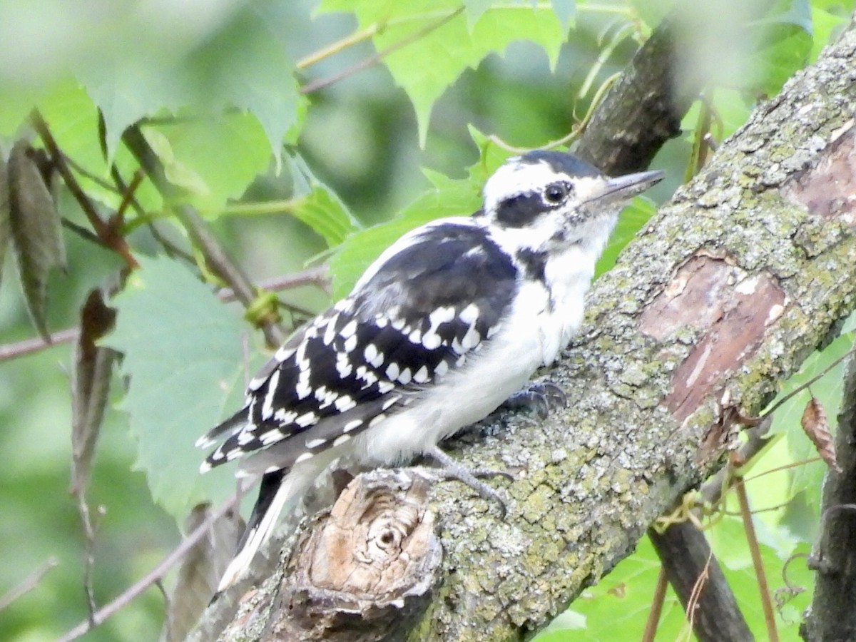 Hairy Woodpecker - ML623093824