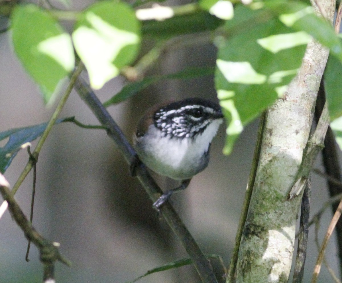 White-breasted Wood-Wren - ML623093825