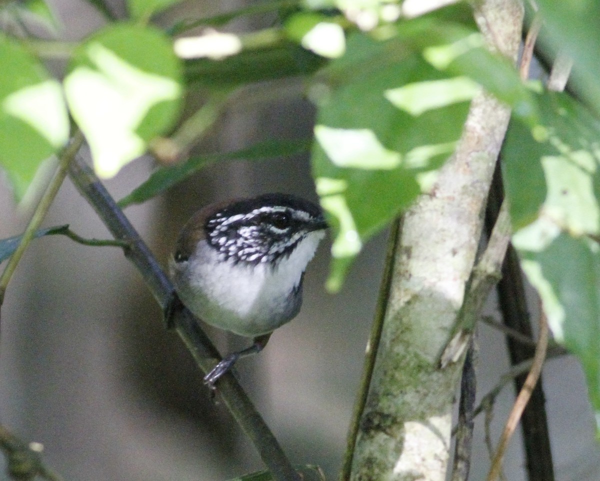 White-breasted Wood-Wren - ML623093826