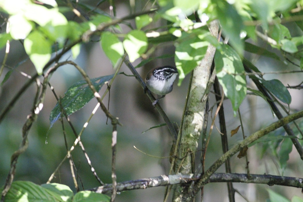 White-breasted Wood-Wren - Danny J Alvarado S