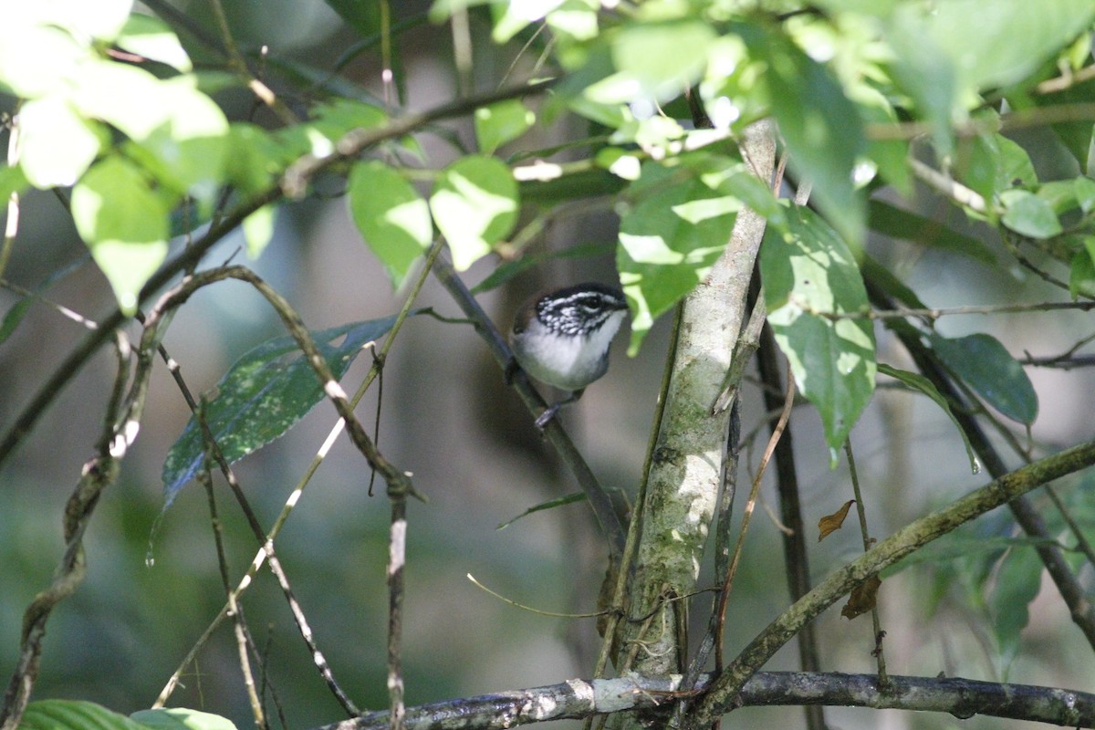 White-breasted Wood-Wren - Danny J Alvarado S