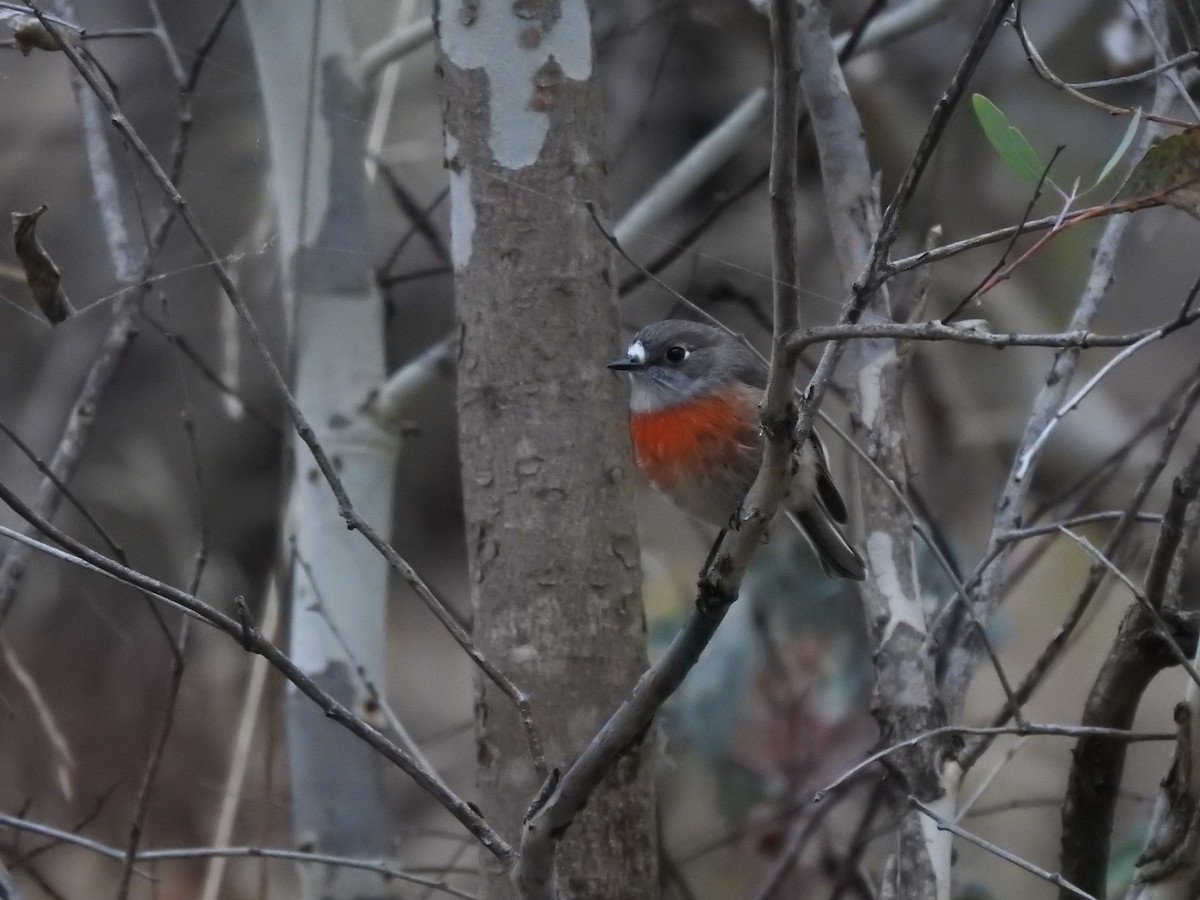 Scarlet Robin - Sam Sheppard