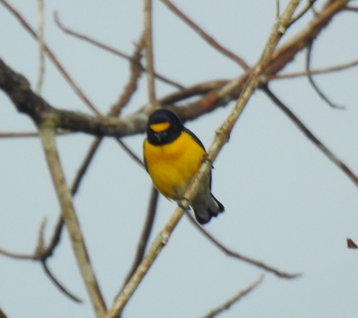 White-vented Euphonia - ML623093857