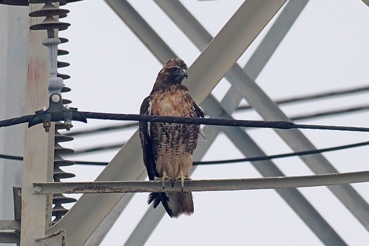 Red-tailed Hawk - Donna Pomeroy