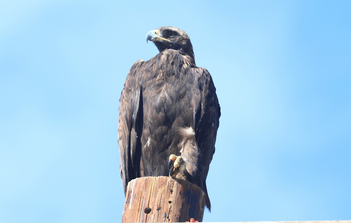 Águila Real - ML623093867