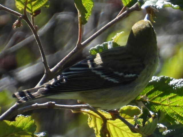 Blackpoll Warbler - ML623093882