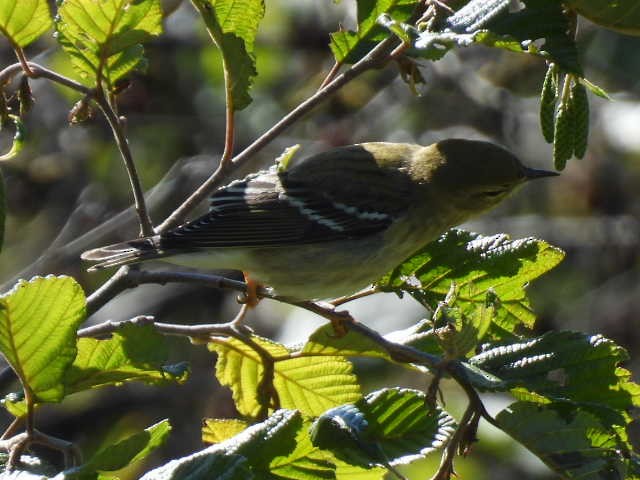 Blackpoll Warbler - ML623093883