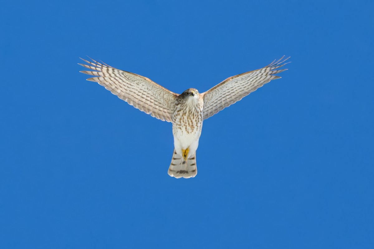 Sharp-shinned Hawk (Northern) - ML623093905