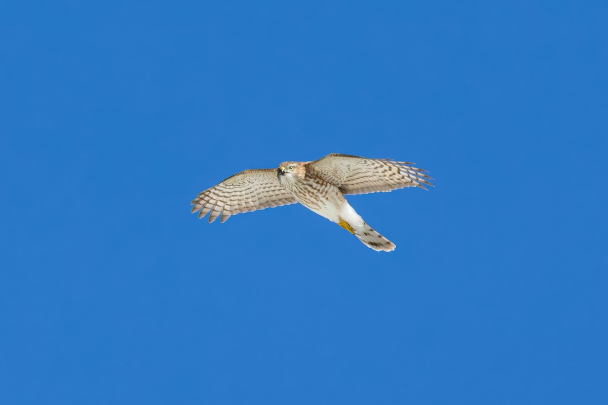 Sharp-shinned Hawk (Northern) - ML623093911