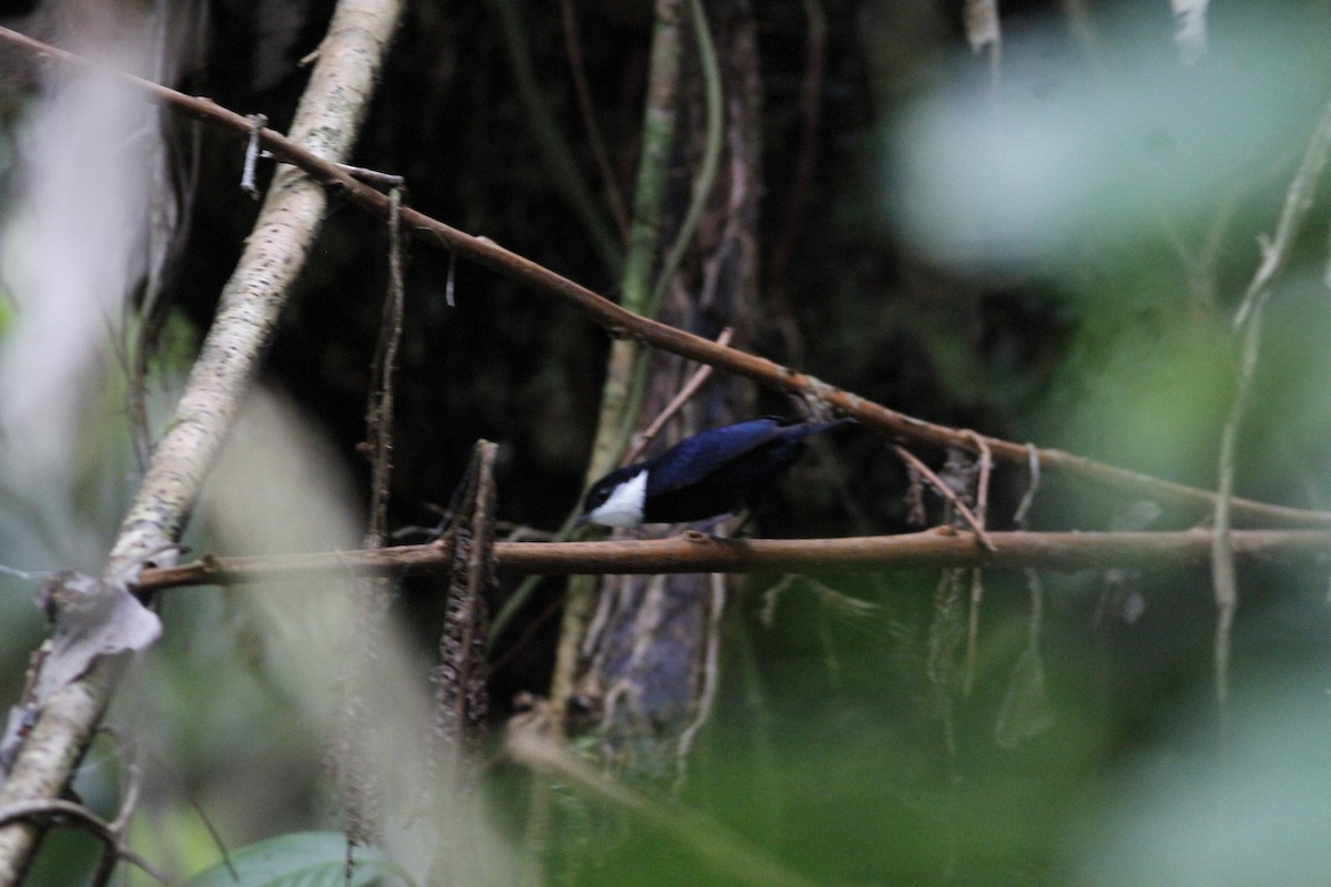 White-ruffed Manakin - ML623093930