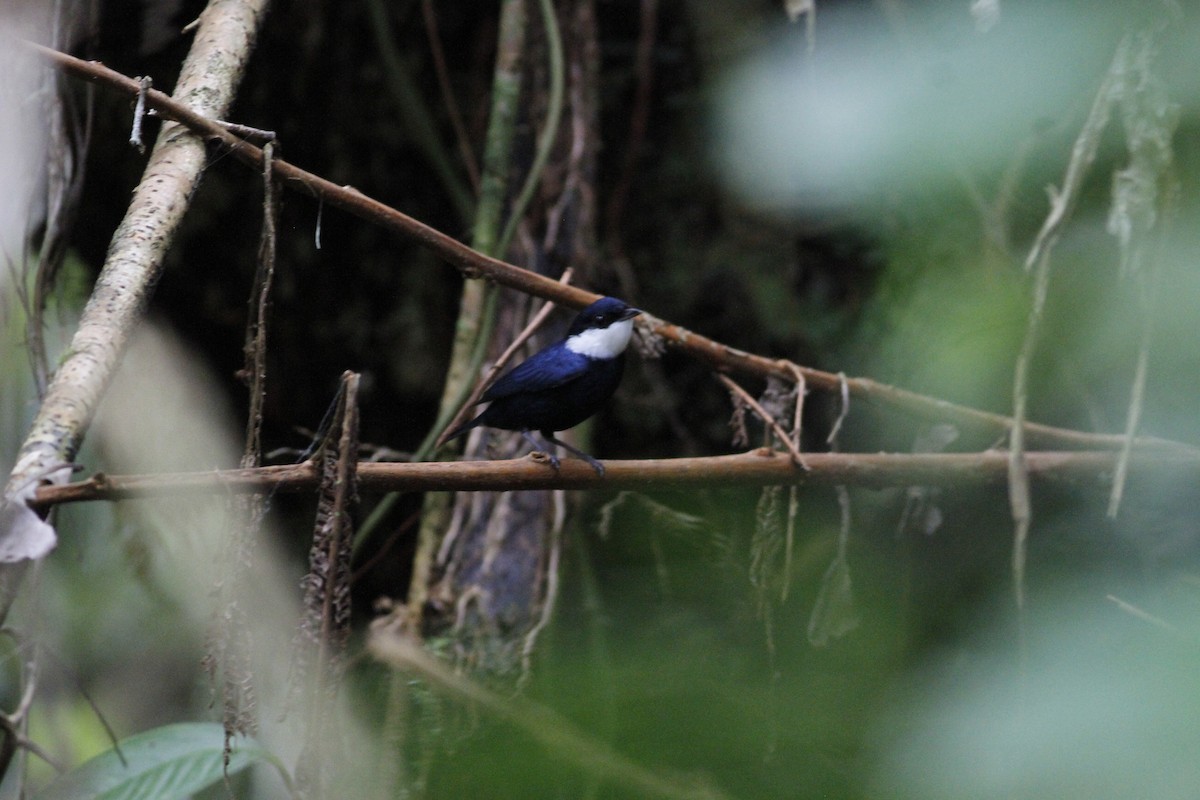 White-ruffed Manakin - ML623093931