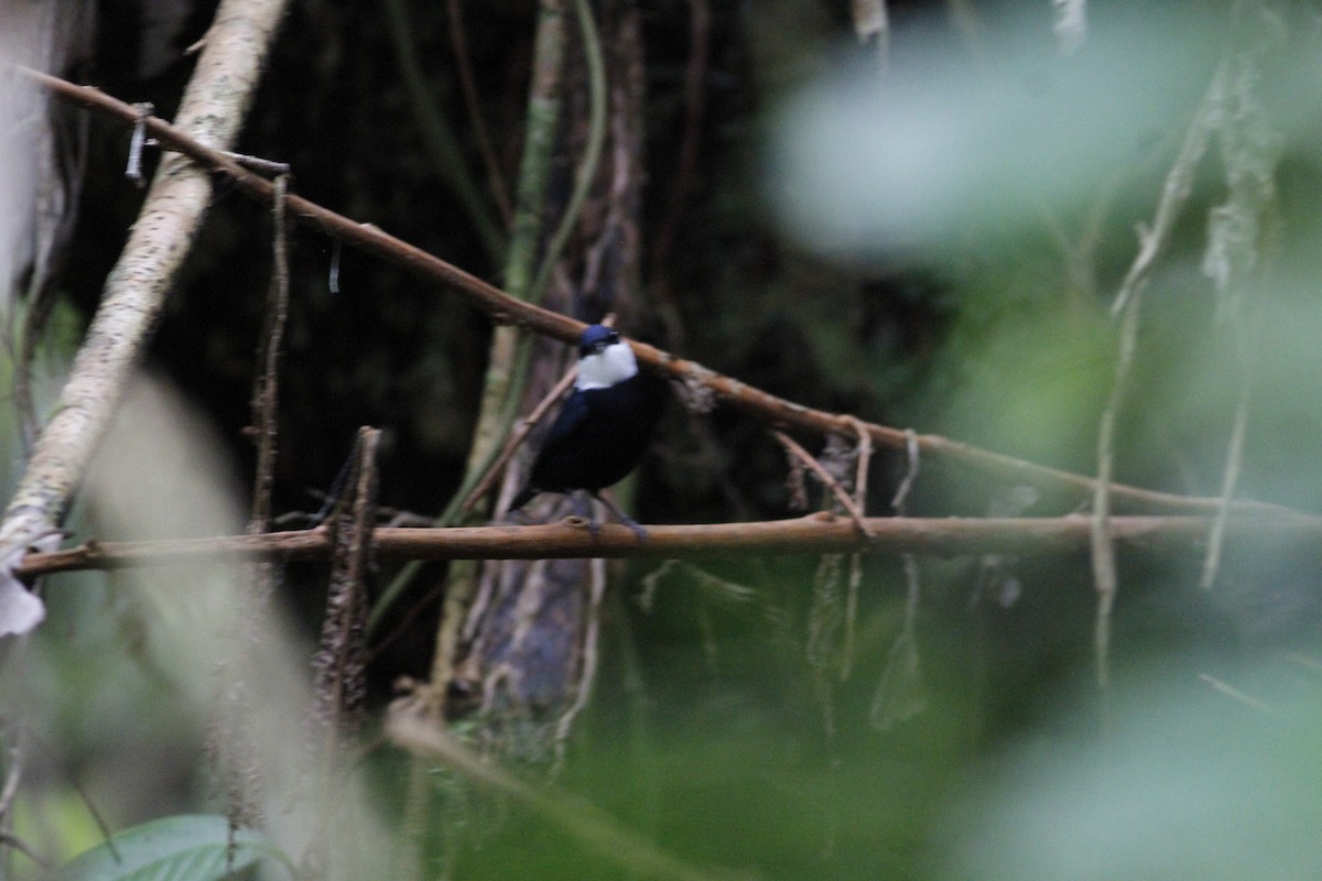 White-ruffed Manakin - ML623093932