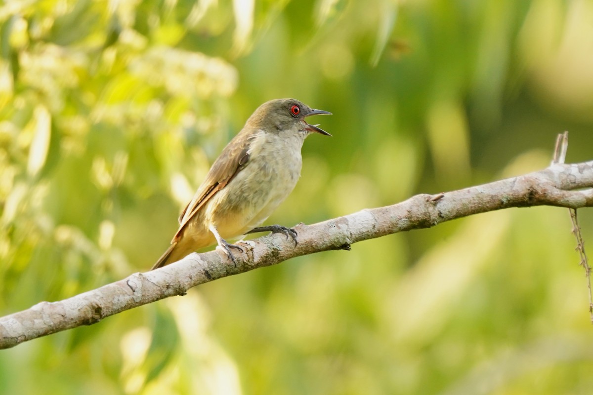 Dacnis à ventre jaune - ML623093945