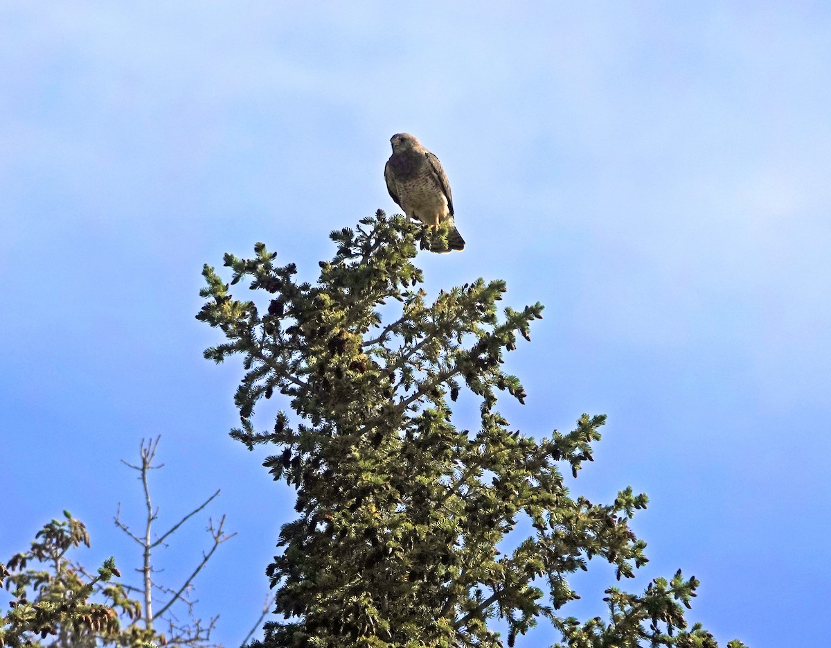 Mountain Bluebird - ML623093954