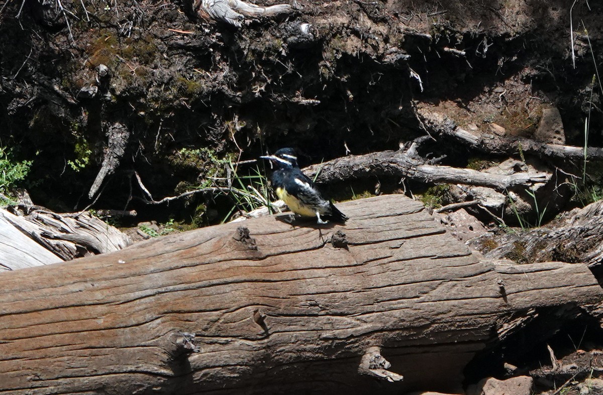 Williamson's Sapsucker - ML623093974