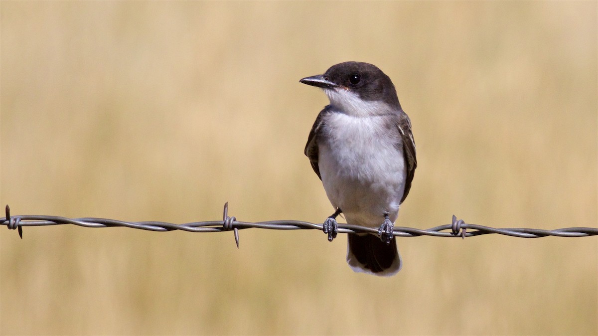 Eastern Kingbird - ML623094089