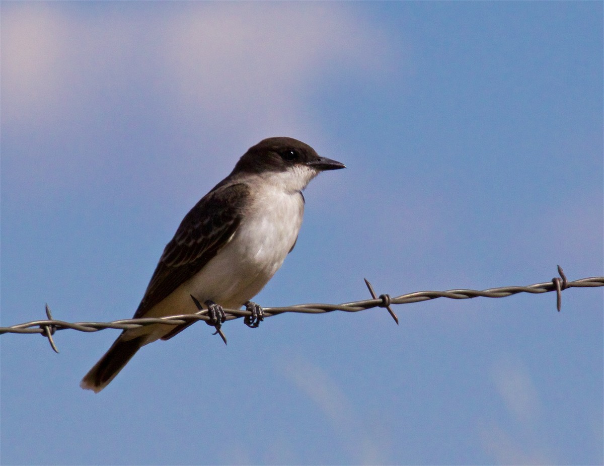 Eastern Kingbird - ML623094090