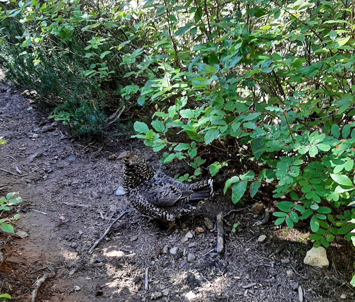 Spruce Grouse - ML623094170