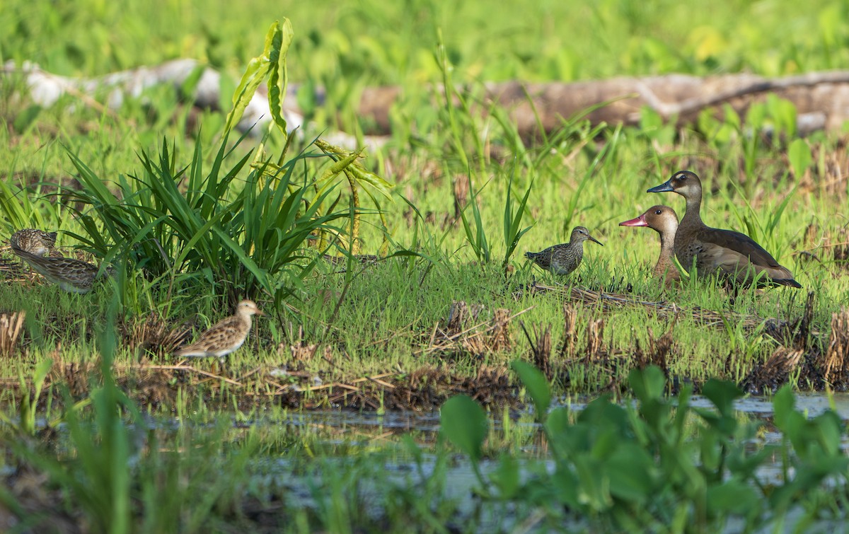 Pectoral Sandpiper - ML623094186