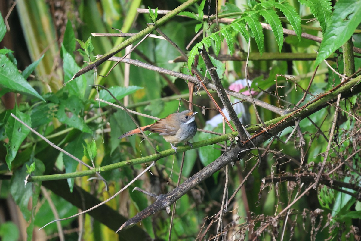 Sulawesi Fantail - ML623094202