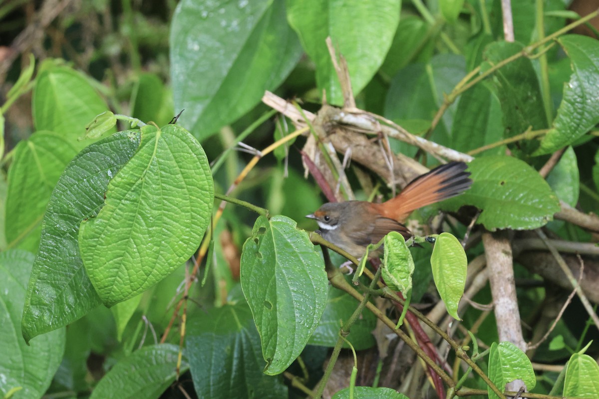 Sulawesi Fantail - ML623094203