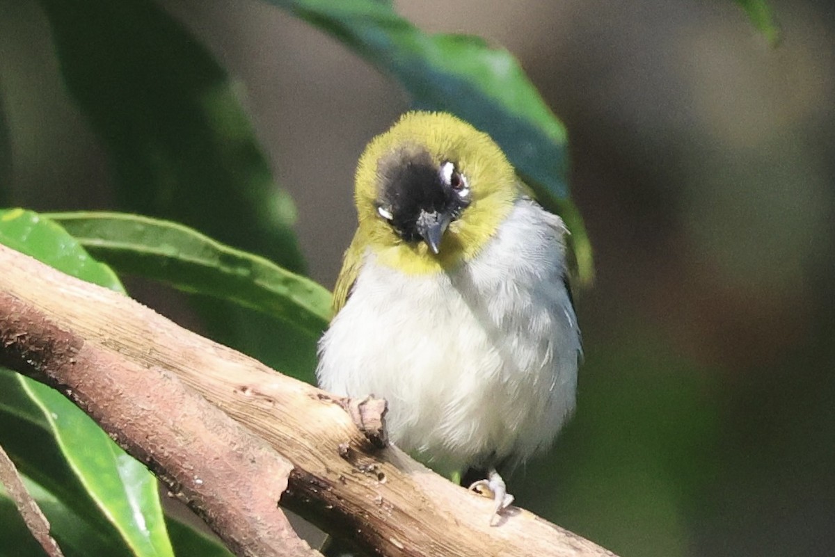 Black-crowned White-eye - ML623094252