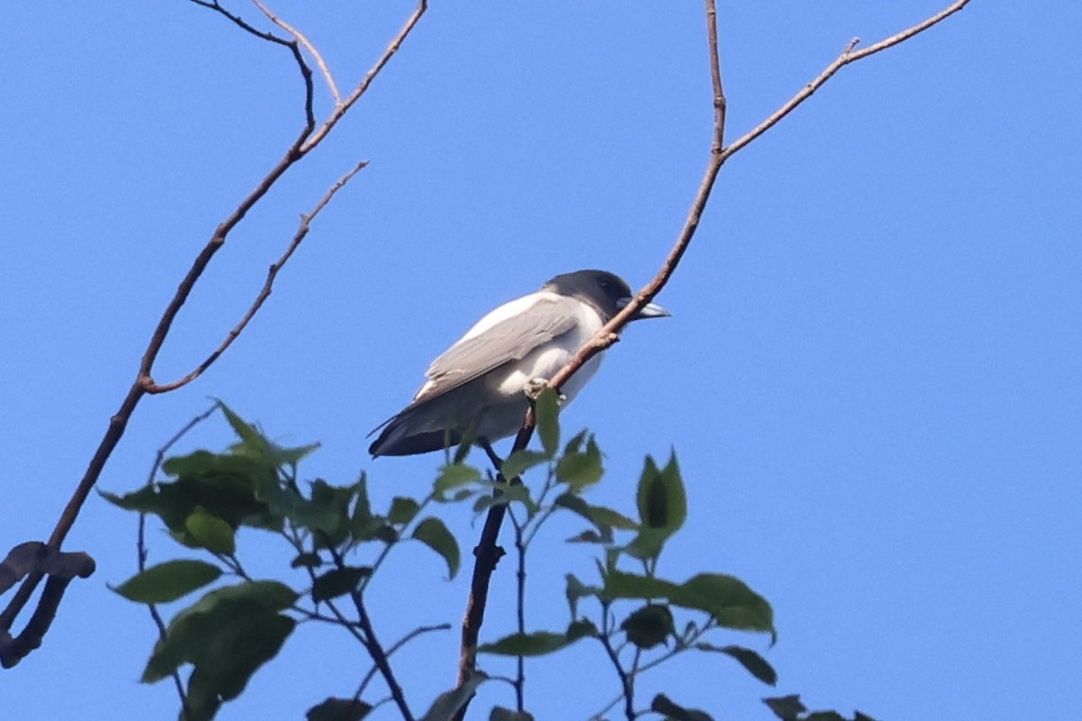 Ivory-backed Woodswallow - ML623094277