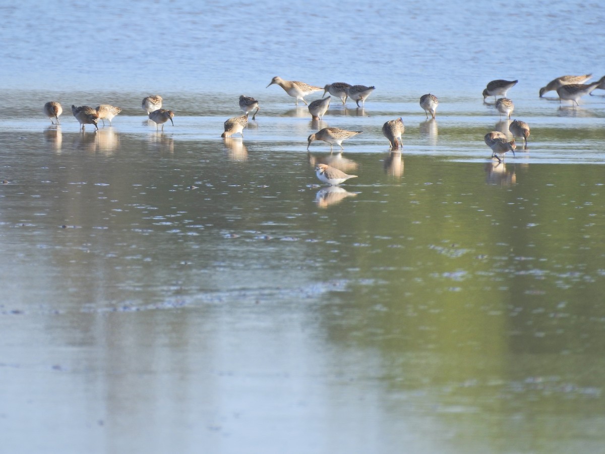 Red-capped Plover - ML623094320