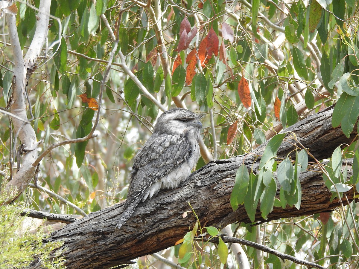 Tawny Frogmouth - ML623094388