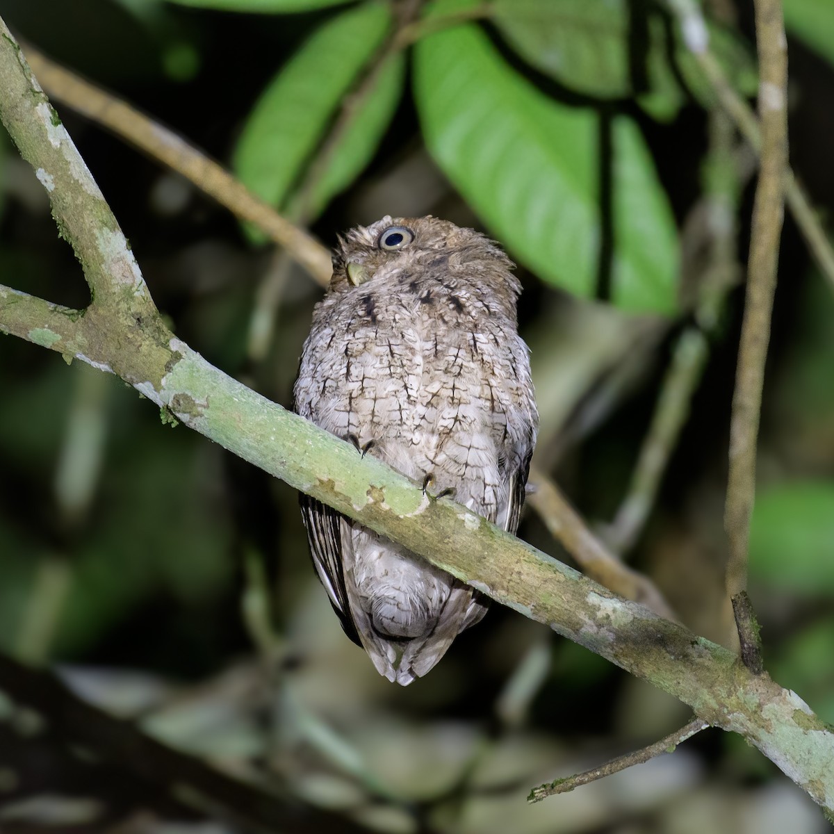 Middle American Screech-Owl - ML623094398