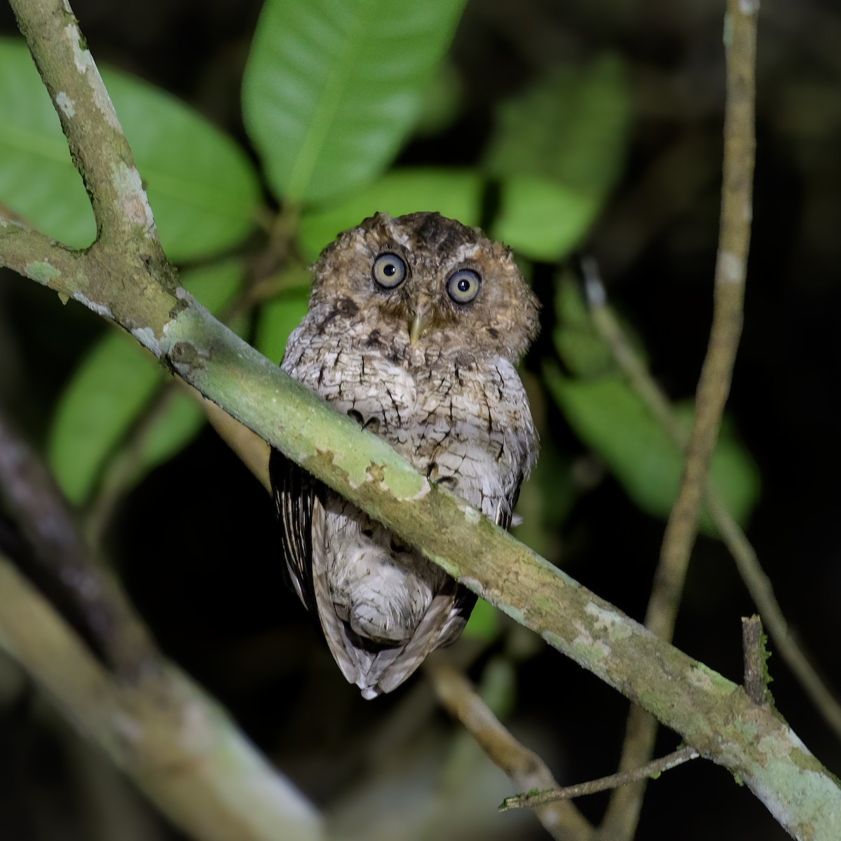 Middle American Screech-Owl - ML623094399