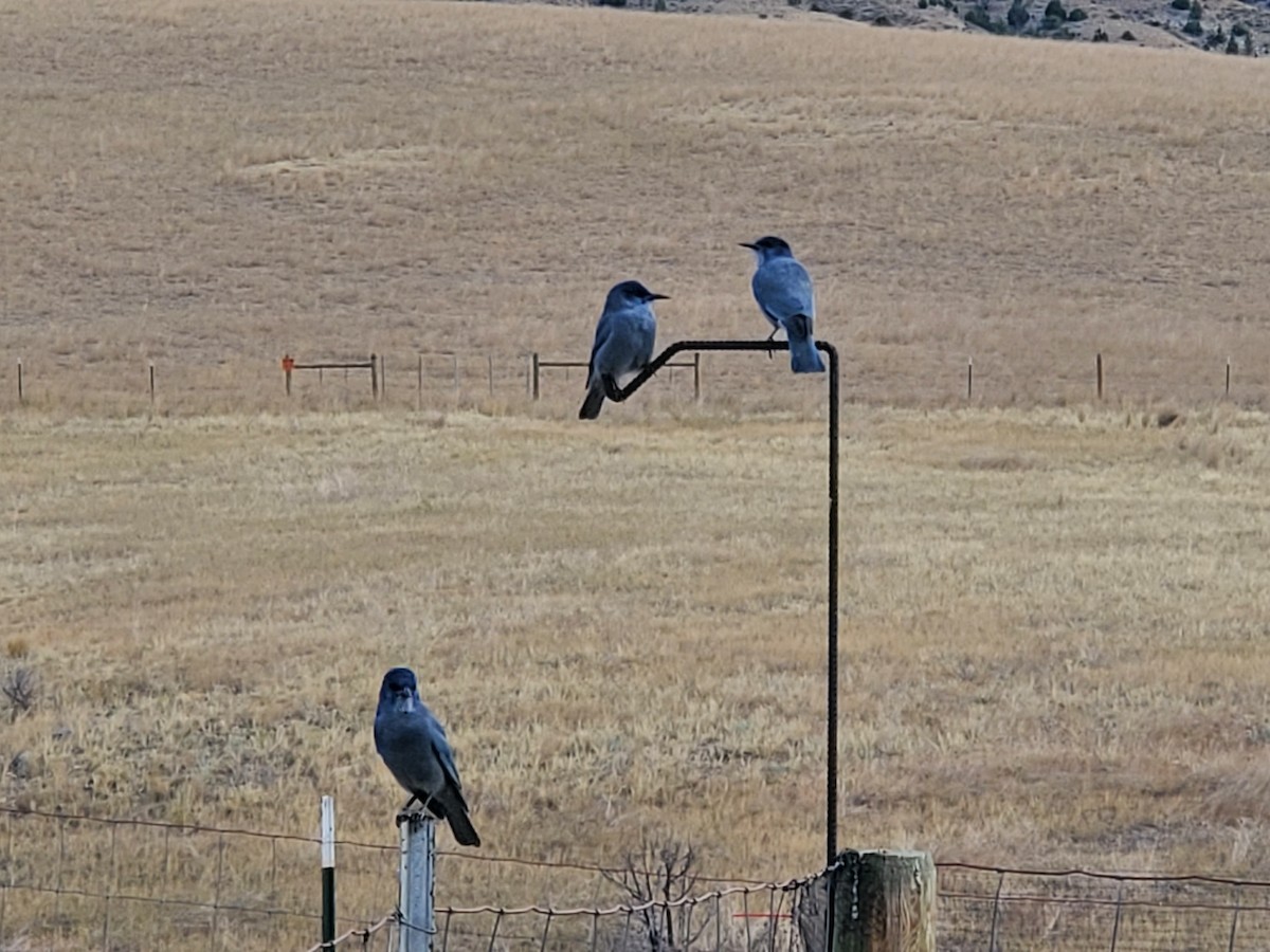 Geai des pinèdes - ML623094491