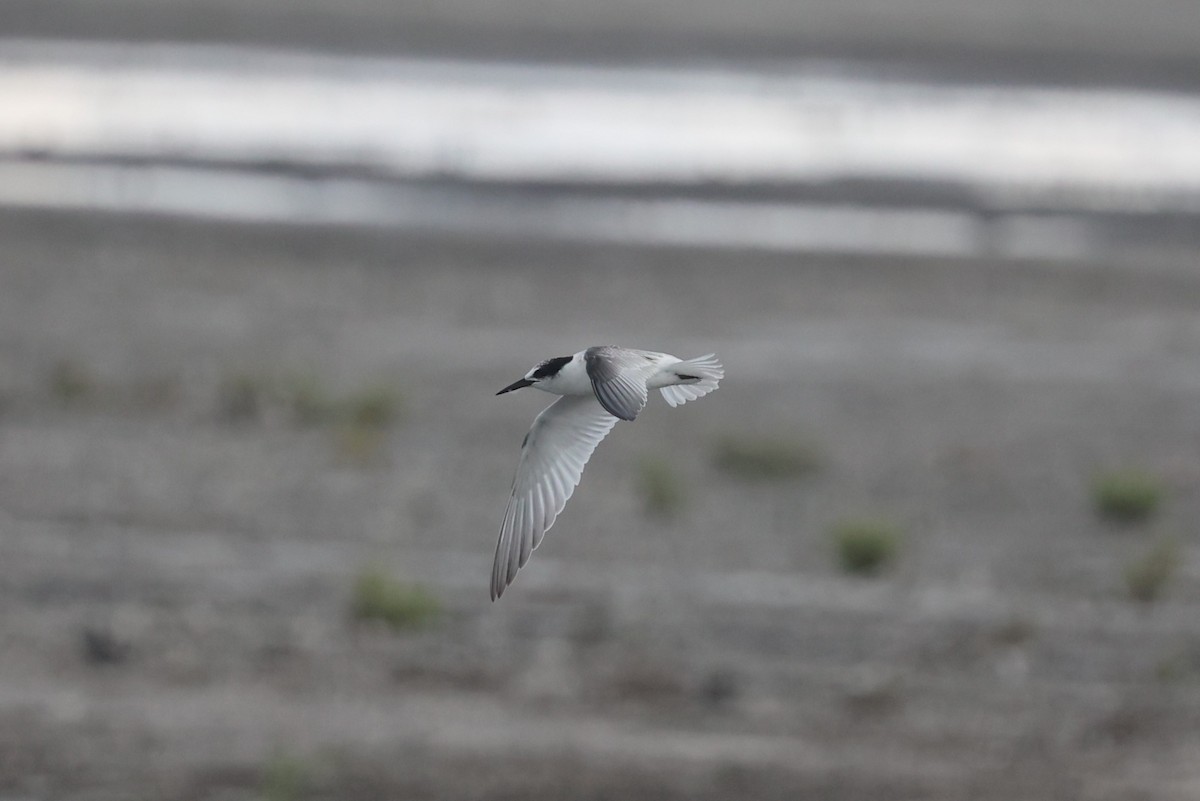 Least Tern - ML623094555