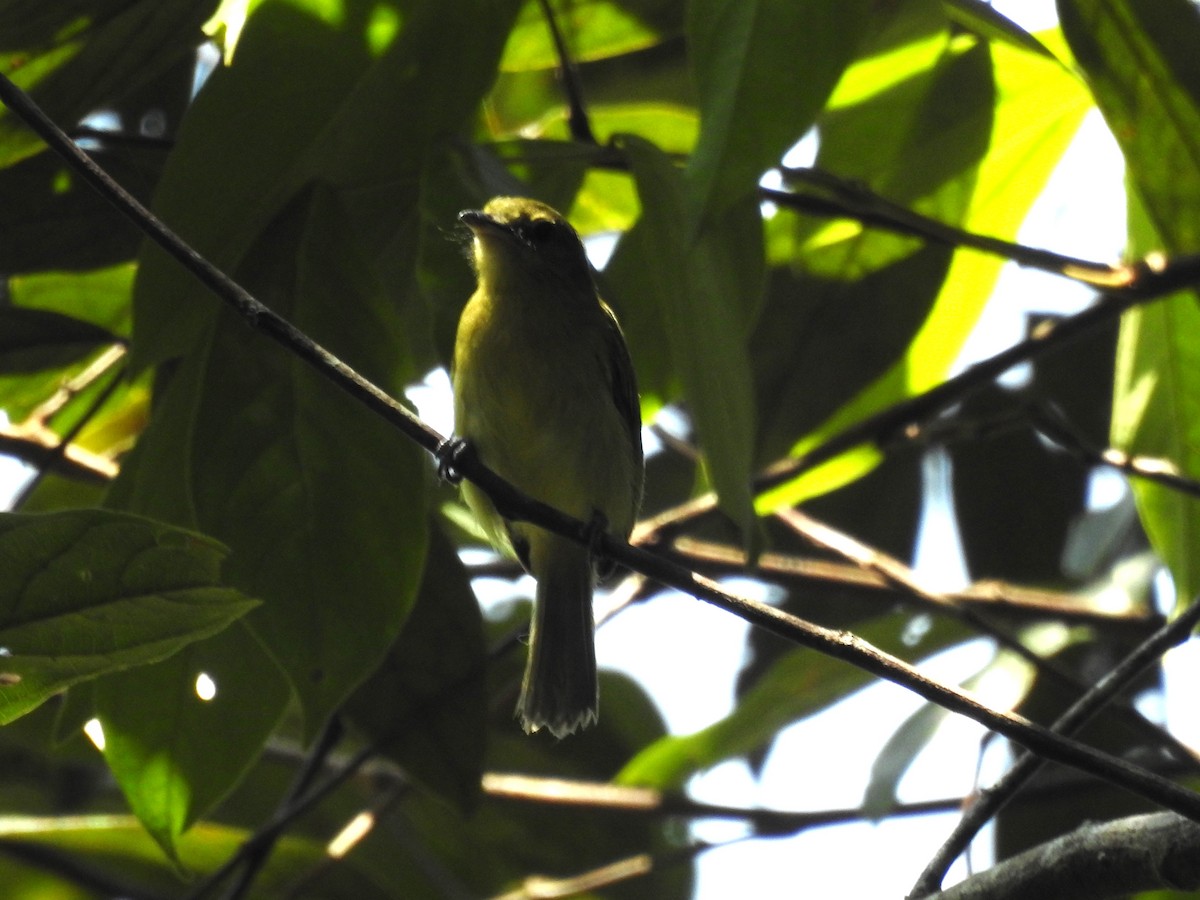 Orange-eyed Flatbill - ML623094570