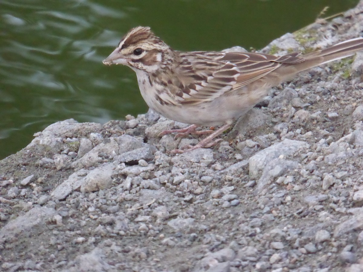 Lark Sparrow - ML623094622