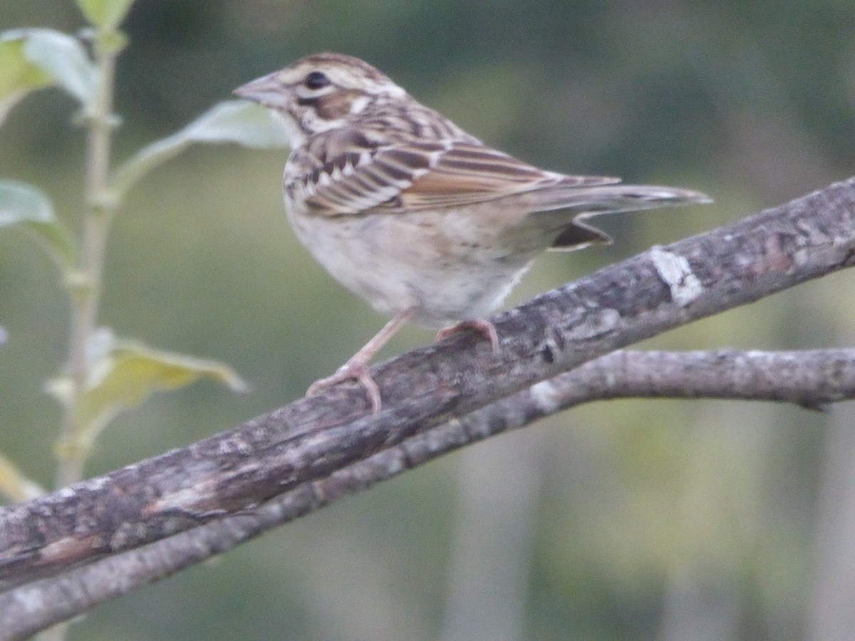 Lark Sparrow - ML623094623