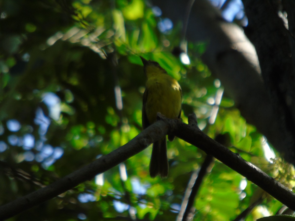 Chestnut-capped Warbler - ML623094679