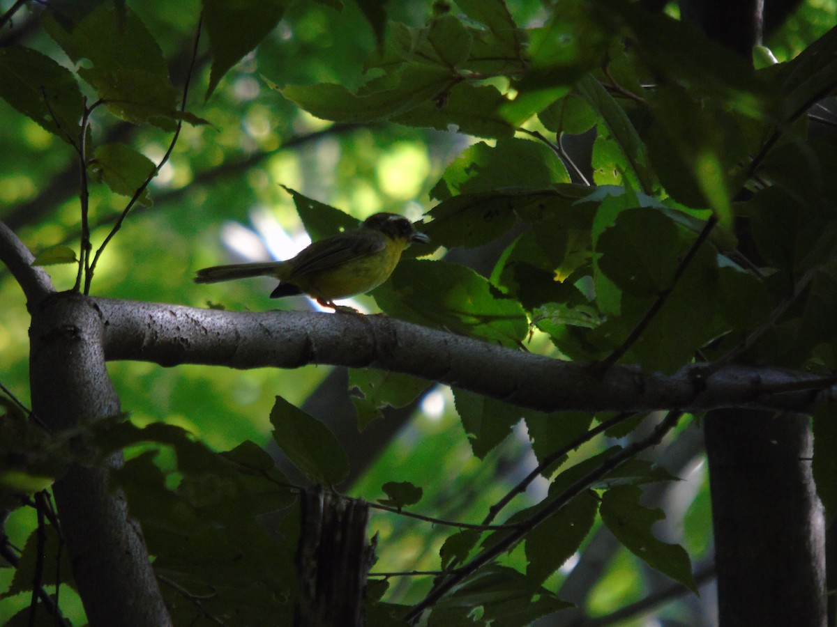 Chestnut-capped Warbler - ML623094680