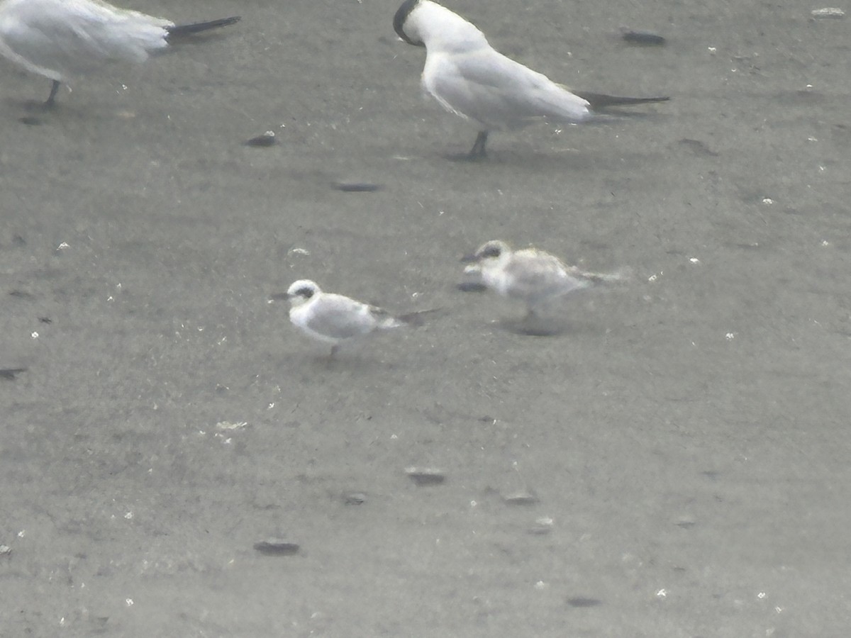 Forster's Tern - ML623094819