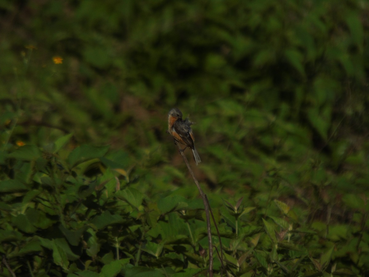 Ruddy-breasted Seedeater - ML623094833
