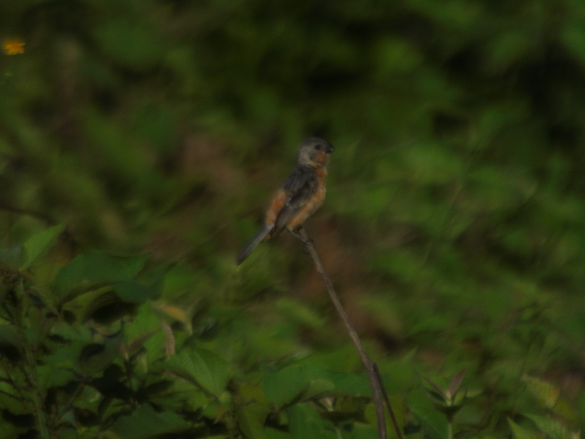 Ruddy-breasted Seedeater - ML623094835