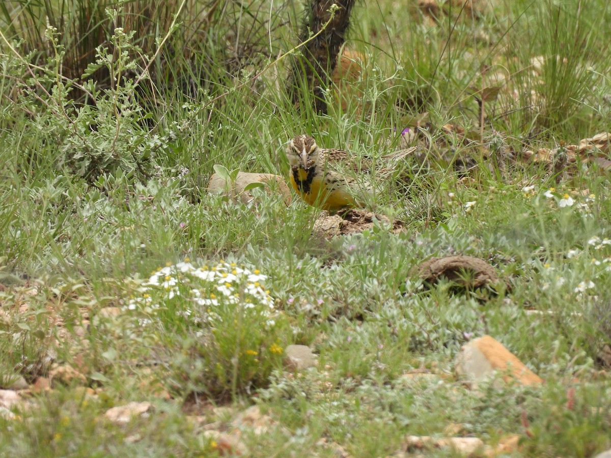 Chihuahuan Meadowlark - ML623094884