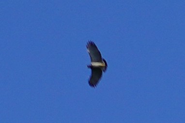 Barred Hawk - ML623094899