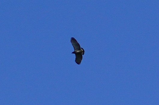 Barred Hawk - ML623094902