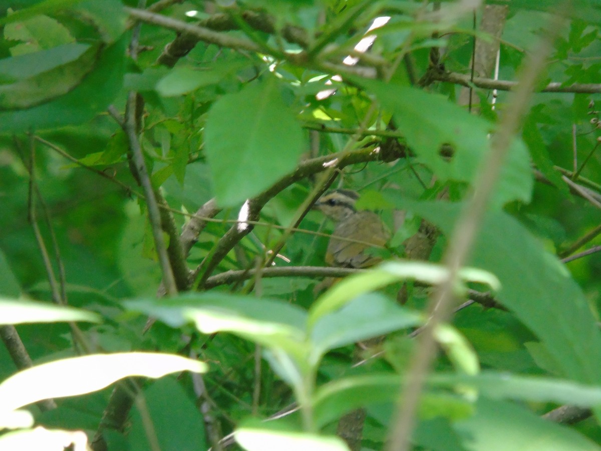 Olive Sparrow - ML623094914