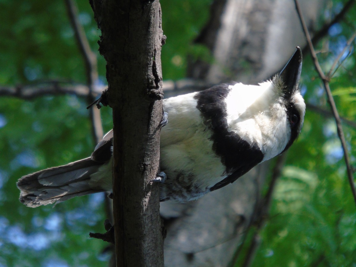 White-necked Puffbird - ML623094978