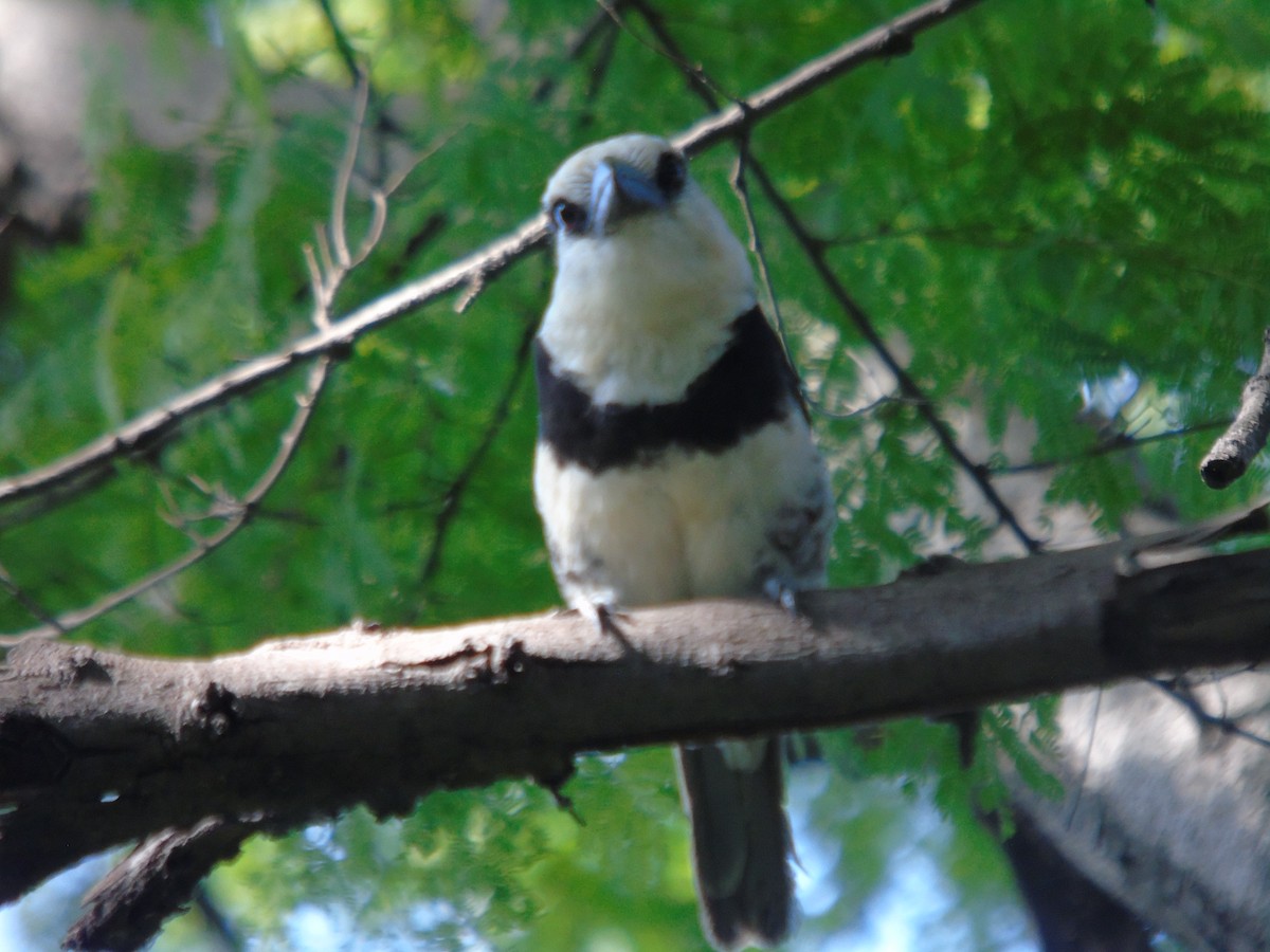 White-necked Puffbird - ML623094989