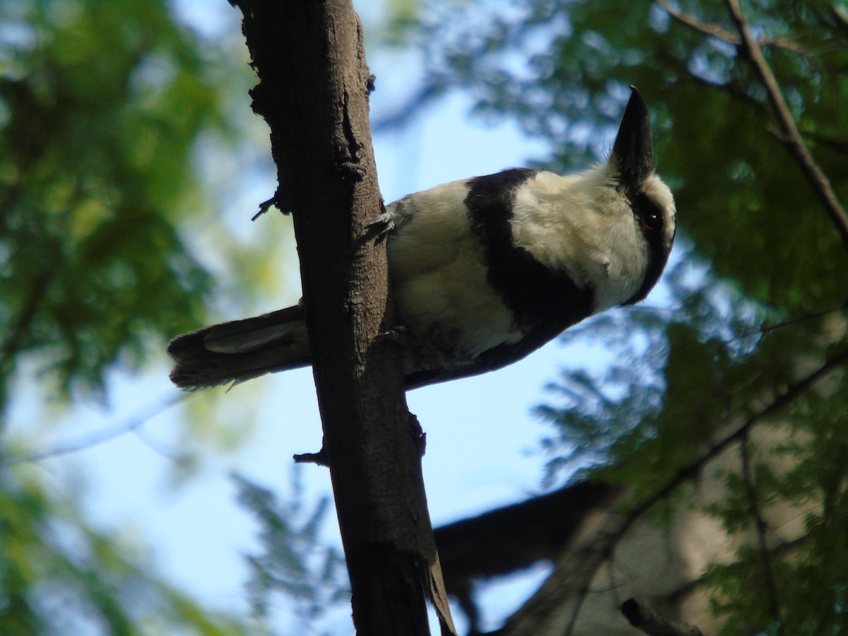 White-necked Puffbird - ML623094999
