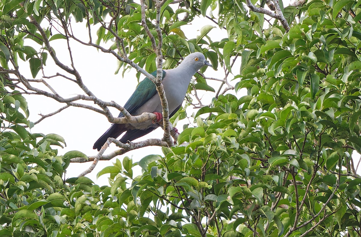 Geelvink Imperial-Pigeon - Robert Hutchinson