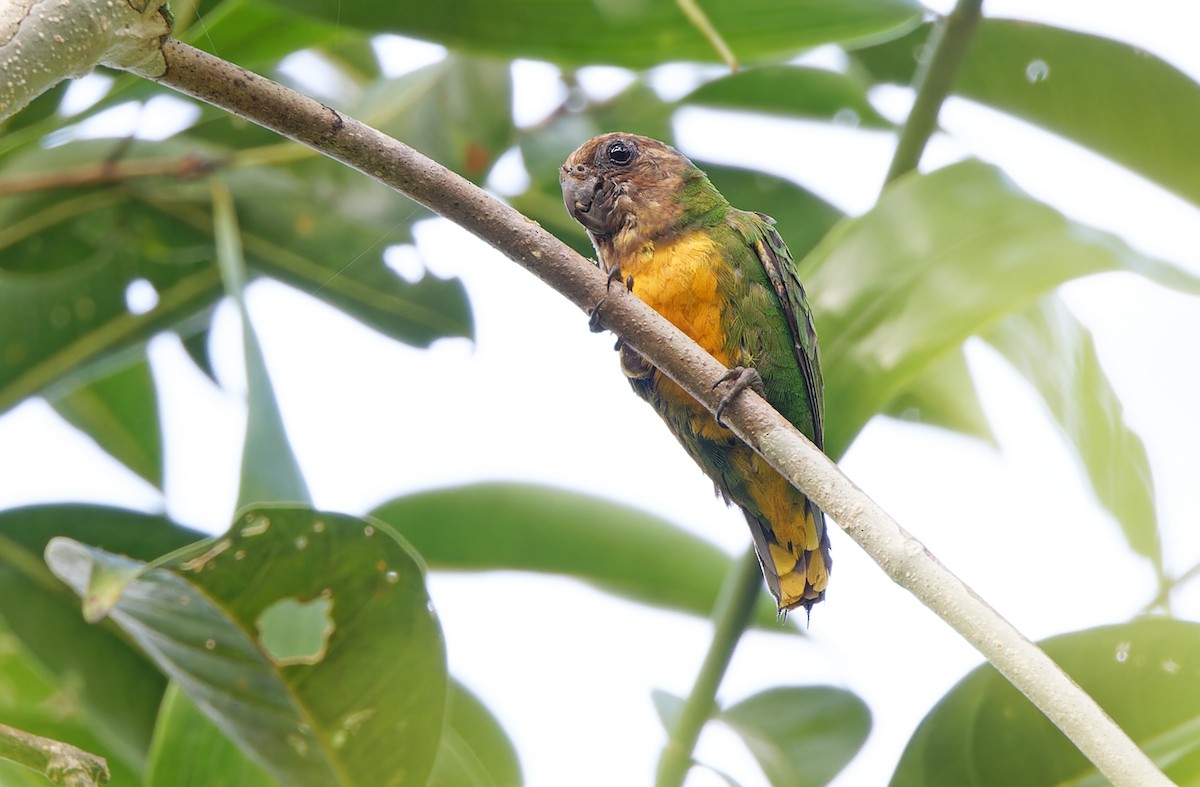 Geelvink Pygmy-Parrot - ML623095062